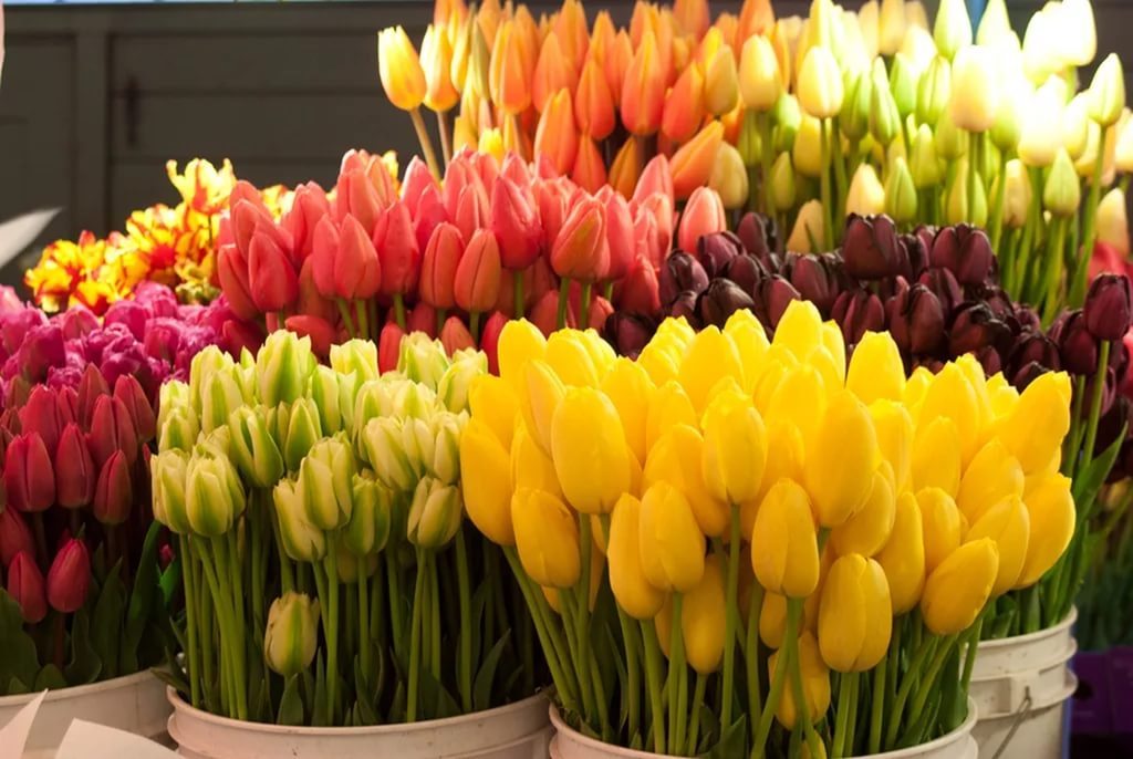 Бобруйчане смогут приобрести цветы ко Дню женщин на 19 организованных площадках города